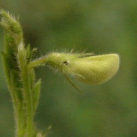 Tephrosia pumila (Lam.) Pers.